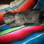 Mau, Smoke, female DOB 4-30-18