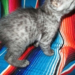 Mau, Smoke, female DOB 4-30-18