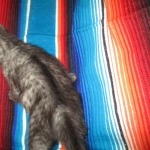 Mau, Smoke, female DOB 4-30-18