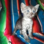 Mau, Smoke, female DOB 4-30-18