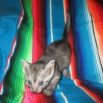 Mau, Smoke, female DOB 4-30-18