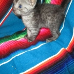 Mau, Smoke, female DOB 4-30-18