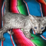 Mau, Smoke, female DOB 4-30-18