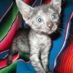 Mau, Smoke, female DOB 4-30-18