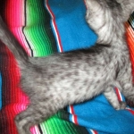 Mau, Smoke, female DOB 4-30-18