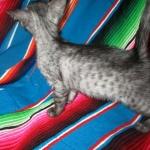 Mau, Smoke, female DOB 4-30-18