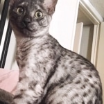 Cooper,Mau, Smoke, female DOB 4-30-18