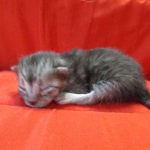 Mau, Smoke, female DOB 4-30-18