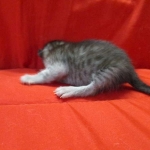 Mau, Smoke, female DOB 4-30-18