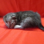 Mau, Smoke, female DOB 4-30-18