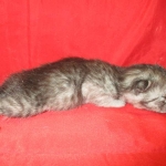 Mau, Smoke, female DOB 4-30-18