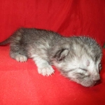 Mau, Smoke, female DOB 4-30-18