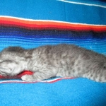 Egyptian Mau, Smoke, Female, DOB 7-2-18