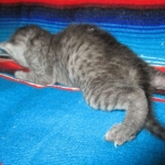 Egyptian Mau, Smoke, Female, DOB 7-2-18