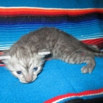 Egyptian Mau, Smoke, Female, DOB 7-2-18