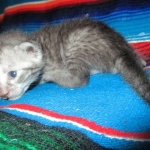 Egyptian Mau, Smoke, Female, DOB 7-2-18