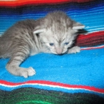 Egyptian Mau, Smoke, Female, DOB 7-2-18