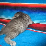 Egyptian Mau, Smoke, Female, DOB 7-2-18