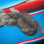 Egyptian Mau, Smoke, Female, DOB 7-2-18