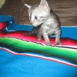 Egyptian Mau, Smoke, Female, DOB 7-2-18