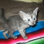 Egyptian Mau, Smoke, Female, DOB 7-2-18