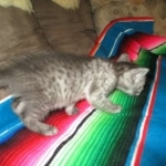 Egyptian Mau, Smoke, Female, DOB 7-2-18