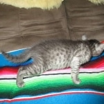 Egyptian Mau, Smoke, Female, DOB 7-2-18