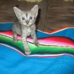 Egyptian Mau, Smoke, Female, DOB 7-2-18