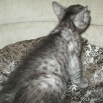 Egyptian Mau, Smoke, Female, DOB 7-2-18