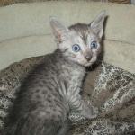 Egyptian Mau, Smoke, Female, DOB 7-2-18