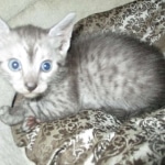 Egyptian Mau, Smoke, Female, DOB 7-2-18