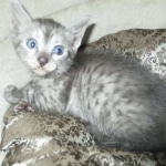 Egyptian Mau, Smoke, Female, DOB 7-2-18