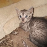 Egyptian Mau, Smoke, Female, DOB 7-2-18