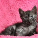 Egyptian Mau, Smoke, Female, DOB 7-2-18