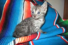 Starry Night, Mau, Smoke Female Lightest DOB 8-20-17