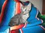 Starry Night, Mau, Smoke Female Lightest DOB 8-20-17