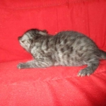 Smoke, Egyptian Mau, female DOB 8-20-17