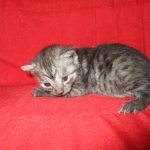 Smoke, Egyptian Mau, female DOB 8-20-17