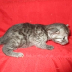 Smoke, Egyptian Mau, female DOB 8-20-17