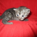 Smoke, Egyptian Mau, female DOB 8-20-17