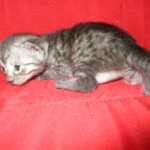 Smoke, Egyptian Mau, female DOB 8-20-17