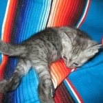 Smoke, Egyptian Mau, female DOB 8-20-17