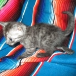 Smoke, Egyptian Mau, female DOB 8-20-17