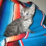 Smoke, Egyptian Mau, female DOB 8-20-17