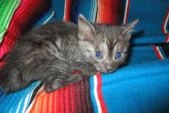 Kuria, Mau, Smoke Female medium DOB 8-20-17