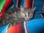 Kuria, Mau, Smoke Female medium DOB 8-20-17