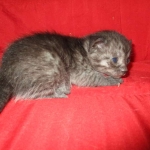 Smoke, Egyptian Mau, female DOB 8-20-17