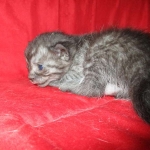 Smoke, Egyptian Mau, female DOB 8-20-17