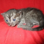 Smoke, Egyptian Mau, female DOB 8-20-17