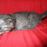 Smoke, Egyptian Mau, female DOB 8-20-17